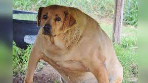 Ai wuz wrong… fat dog memes. Wide Dog Know Your Meme