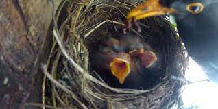 A Mother Blackbird Feeds Brand New Baby Birds In Their Nest The Kid Should See This