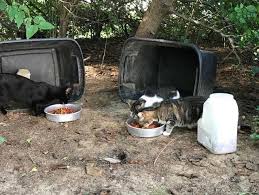 In a managed colony, cats can live to be 12 to 16 years old, says slater. Mt Juliet Feral Cat Colony Caretaker Banned Calls It Animal Cruelty