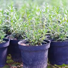 Image result for rosemary container