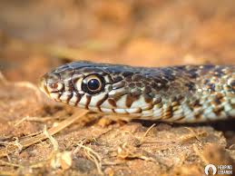 Image result for Dolichos sericeus