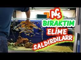 akvaryumdaki baliklara 24 saat yem vermedim akvaryum baliklari balik yemleri balik yemleri akvaryum balik