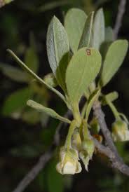 Image result for Diospyros consolatae