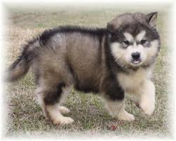 They are 3 females and 3 males, and will be the perfect companions you have ever dreamed of having. Pin By Leisha Miller On Alaskan Malamute Alaskan Malamute Puppies Giant Alaskan Malamute Malamute Puppies