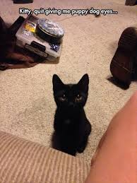 Funny Pictures Of The Day 51 Pics Funny Animal Memes Cute Animals Cat Memes