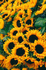 Lock Screen May 2018 Mercato Floreale Carta Da Parati A Fiori Girasoli Campo girasoli sfondi sfondo moderno.scarica immagini sfondi con girasoli sfondosfondi.scaricare gli sfondi girasoli sullo sfondo cielo sfondi. carta da parati a fiori