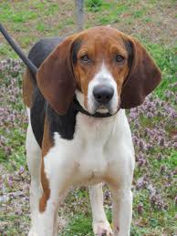 Black And Tan Coonhound Bloodhound Mix Adopt Buffalo Bill Adopted On Petfinder Unique Dog Breeds Coonhound Treeing Walker Coonhound
