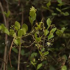 Image result for Capparaceae