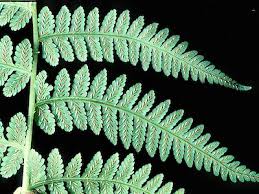 Image result for Deparia