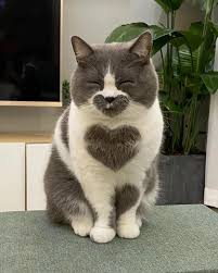 Cat Lovers Club | 📽 from Unknown 😍😍😍😍😍 ~ double tap ❤❤ #catloversclub  | Instagram