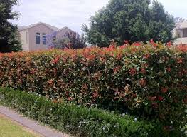 Top plants for hedges and screens. Common Types Of Plants Used As Hedges Jimsmowing Com Au
