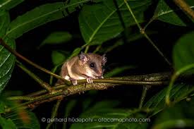 Image result for Krauseola mosambicina