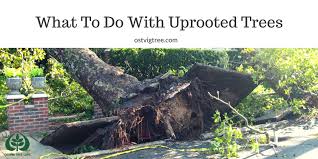 Discover estimated rates per stump or inch for hiring a service to remove it. What To Do With Uprooted Trees Ostvig Tree Care