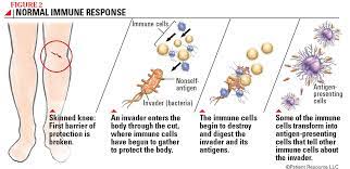 Understanding The Immune System Sitc Connected