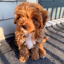 You will find maltese dogs for adoption and puppies for sale under the listings here. Maltipoo Puppies For Sale Near Me Home