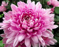 Flowers In Bloom In September Google Search Flowers Birth Flowers Chrysanthemum