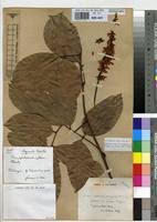 Image result for Leptoderris