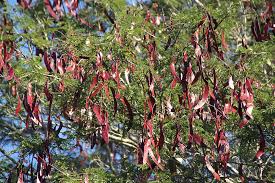 Image result for Newtonia hildebrandtii