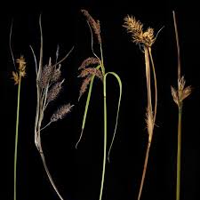 Image result for Cyperaceae