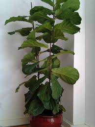 A combination of too little light and too much if your plant isn't getting the energy or nutrients it needs, the leaves might start to lighten between the veins and turn a lighter green before turning. A Complete Guide To Saving Your Dying Fiddle Leaf Fig Tree