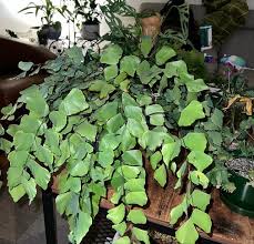 Image result for Adiantum comorense