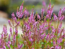 Image result for Rotala capensis