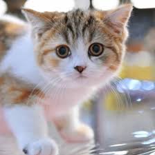 Here are just a few suggestions, including the actresses who have played the role of cat woman from the batman television series and movies. 50 Best Female Cat Names Pettime