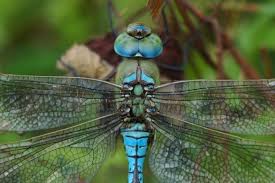 Black And Blue Dragonfly Uk Dragonfly Close Up Reference Dragonfly Wings Dragonfly Dragonfly Insect