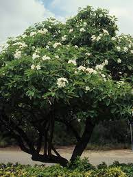 Olives are native to the mediterranean basin, which usually has mild, rainy winters and hot, dry summers. Mexican Olive It S Very Petite And Well Mannered A Beautiful Tree Texas Landscaping Desert Landscaping Xeriscape