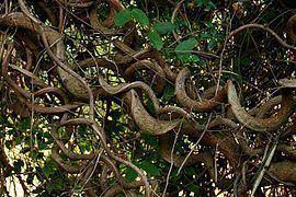 Image result for Entada stuhlmannii