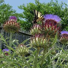 Cardoon Cynara Cardunculus Cardoon Plants Trees To Plant