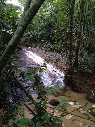 It is only accessible by using the. Bamboo Forest Bukit Lagong Forest Reserve