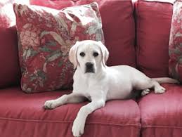 Check spelling or type a new query. White Labrador Puppies Southern California Tenderoaklabradors Com