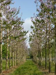 46 mal so viel co2 wie eine eiche und gilt zusätzlich auch als bienenfreundliche baumart. Paulownia Tomentosa Blauglockenbaum Paulownie Van Den Berk Baumschulen