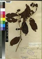 Image result for Combretum xanthothyrsum