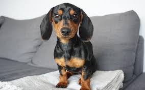 Draw this dog by following this drawing lesson. Miniature Dachshund Trupanion Dog Breed Guide