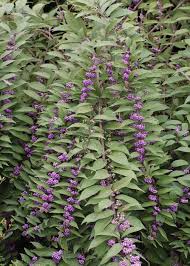 Aronia berry leaves produce spectacular color in the fall, and the the deep purple fruit of the black aronia berry is often called by its scientific name aronia because it has a more pleasant connotation than chokeberry. Beautyberry How To Grow And Care For Callicarpa Shrubs Garden Design