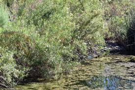 Image result for Maerua salicifolia