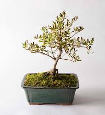 Satsuki azalea bonsai features glossy green leaves and vibrant pink blooms. Olive Bonsai Tree Vivaterra