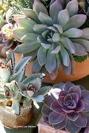 Pachyveria Sp Kalanchoe Tomentosa Echeveria Perle Von Nurnburg Planting Succulents Succulents Cacti And Succulents