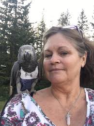 Pups returning to their pack in Yellowstone National Park