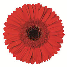 Gerbera
