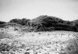 Image result for Strephonema sericeum