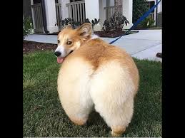 Fat dog lets one out after he sees the food he's going to eat in bright side of the moon: Fat Animals Thick And Chonky Bois 2019 Youtube