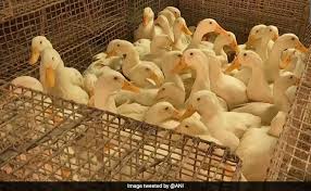 Important links & helpline nos. 94 Bird Deaths Reported In Maharashtra Amid Bird Flu Scare
