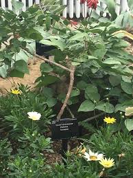 Image result for Erythrophleum africanum