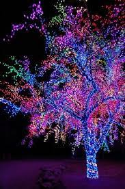 Wrapping Trees With Christmas Lights Christmas Lights Etc Christmas Lights Outdoor Christmas Christmas