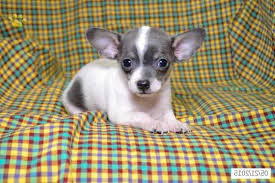Maybe you would like to learn more about one of these? Tips On Choosing Chihuahua Puppies For Sale In Colombus Ohio Petsidi