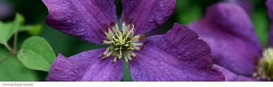 Check spelling or type a new query. Gardening Features From Crocus Co Uk Late Flowering Clematis
