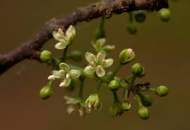 Image result for Embelia schimperi